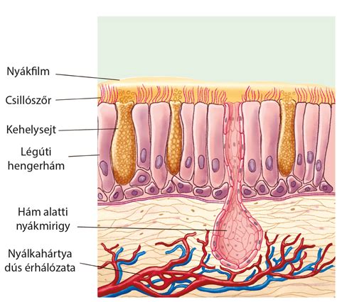 A nyirokrendszer működési zavara