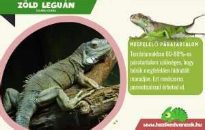 Zöld leguán terrárium berendezése