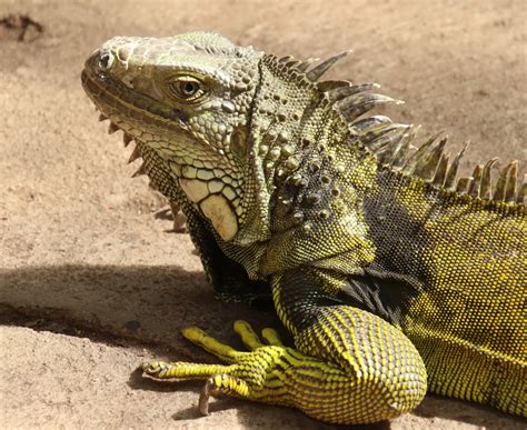Zöld leguán táplálkozása