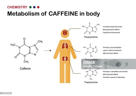 Diagram a koffein hatásmechanizmusáról a hajhagymákban