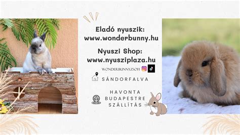 Illusztráció egy nyúl ápolásáról: fésülés és karomvágás.