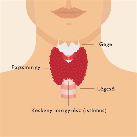 infografika a tejcsatorna elzáródás okairól és tüneteiről