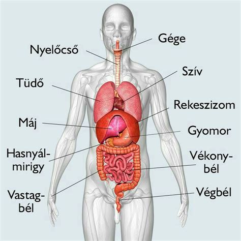 Emberi torok anatómia