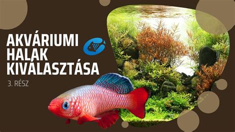 akváriumi halak betegségeinek illusztrációja
