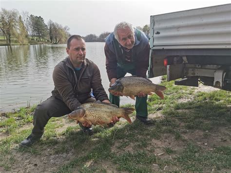 Haltelepítés a Sárberki horgásztóban