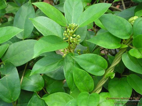 A Gymnema Sylvestre növény levelei