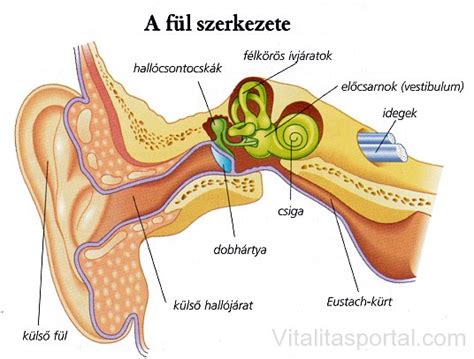 A középfülgyulladás anatómiája és tünetei