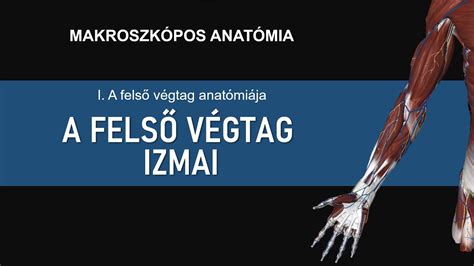 Anatómiai ábra a hasizmokról