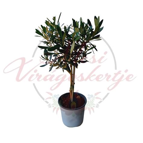 A mediterrán olajfa ligetek képe