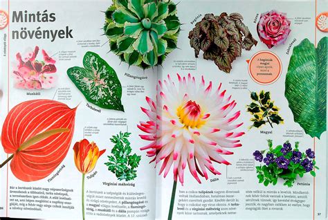 Pletyka virágok és levelek