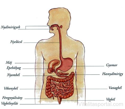 Az emberi gyomor és bélrendszer