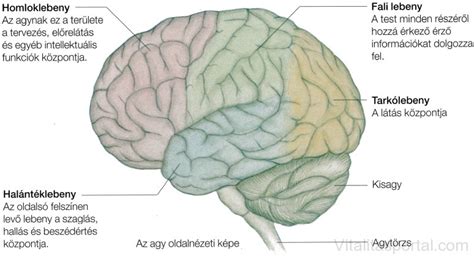 Az emberi agy vázlatos rajza, kiemelve a kisagy helyét