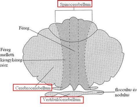 Sémás ábra a kisagykéreg rétegeiről és neuronjairól