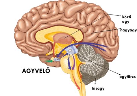 A kisagy és az agykéreg kapcsolatát szemléltető diagram