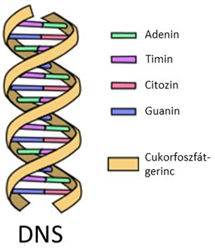 DNS szálak