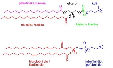 A lecitin molekula szerkezete