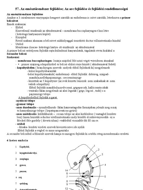 Az arc fejlődése a 8. hétben