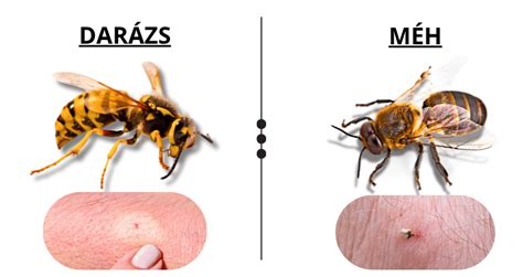 A méh növekedése