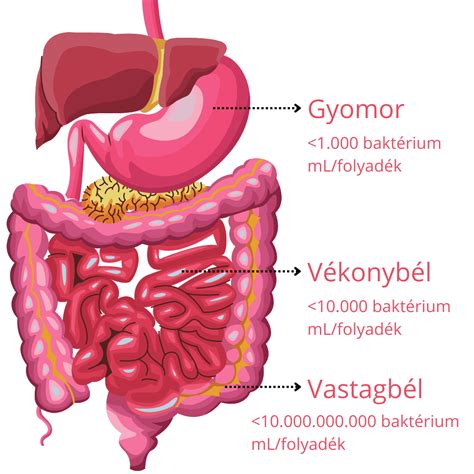A gyomor és belek sematikus rajza a gázbuborékokkal