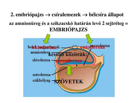 Illusztráció a magzat és a méhlepény közötti tápanyag- és oxigéncseréről