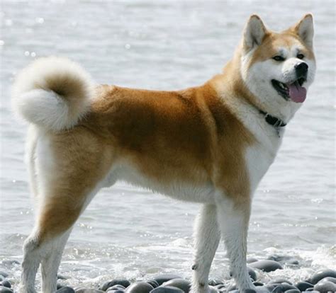 Akita Inu kutya teljes alakos képe