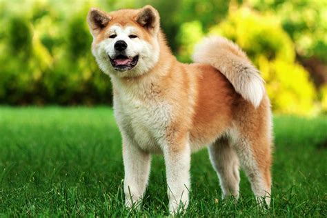 Akita Inu kutya egészségügyi szűrése