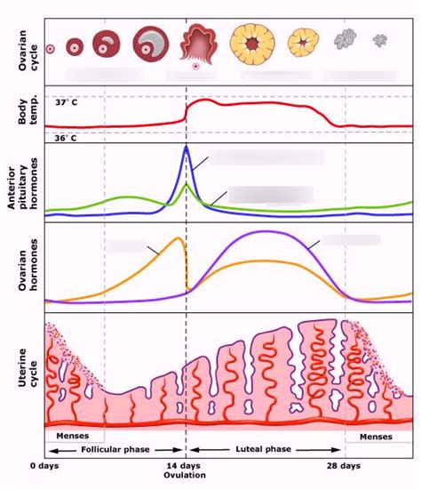 A női ciklus és a peteérés illusztrációja
