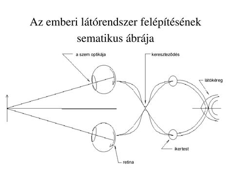 A magzat helyeződésének sematikus ábrája a 3. trimeszterben