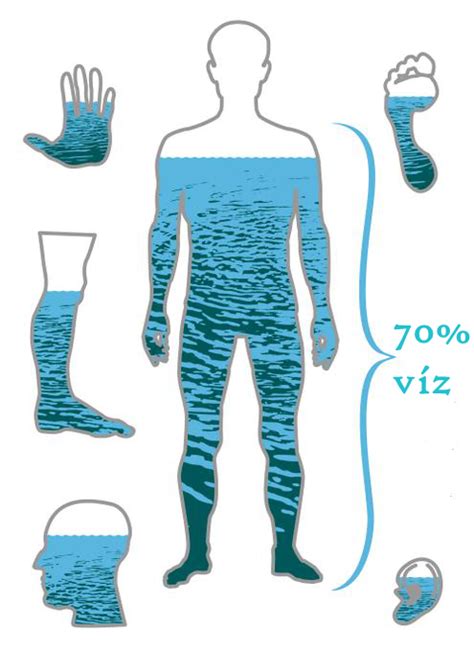 A víz fontossága az emberi szervezetben