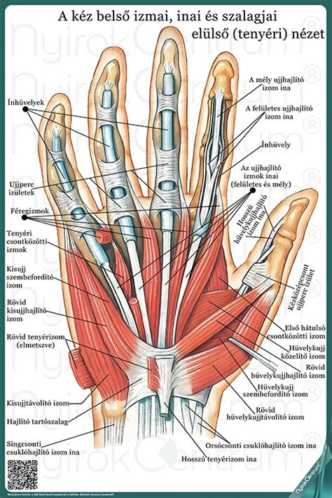 Anatómiai rajz az alkar és csukló idegeiről
