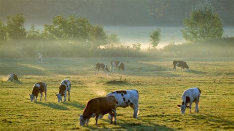 Tehenek legelnek egy farmon