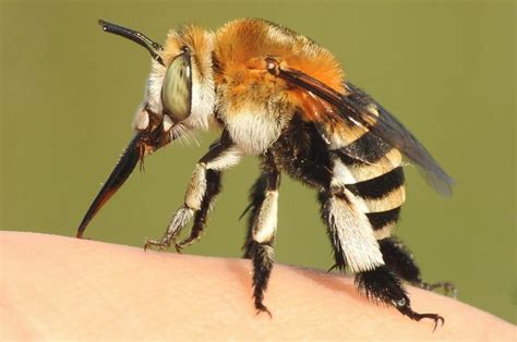 A méh és az embrió a 4. hétben