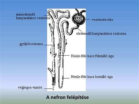 A hímvessző anatómiája