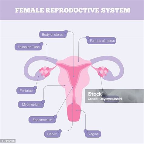 A női reproduktív rendszer és az endometriózis lehetséges helyei