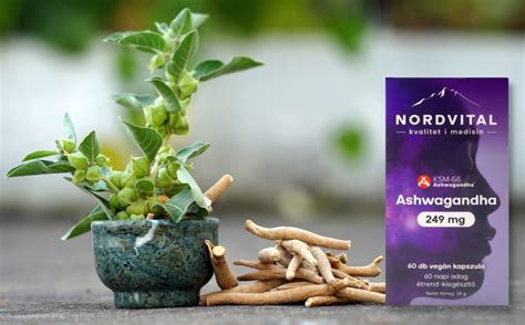 Ashwagandha növény és gyökér