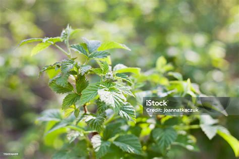 Gyömbér és málna levél