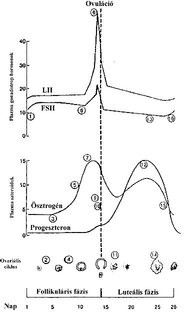 grafikon a hormonális változásokról és a szexuális vágyról terhesség alatt