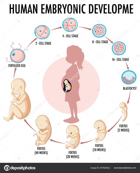 6-7 hetes embrió fejlődése
