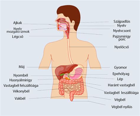 Az emberi emésztőrendszer.