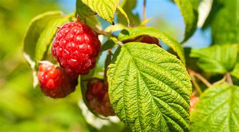 Málnalevél tea készítése