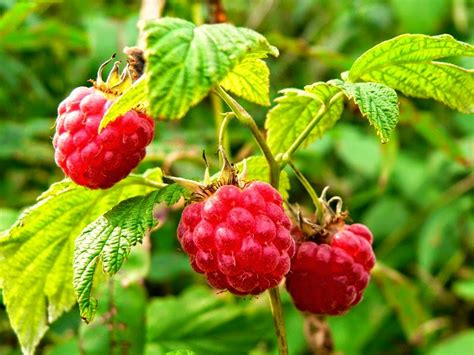 A málna növény és levelei