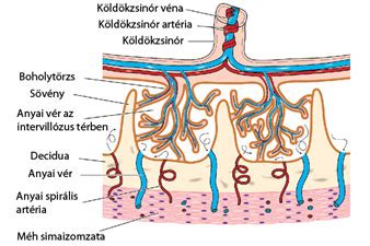 A méhlepény normál és placenta praevia elhelyezkedése