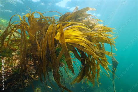 Laminária pálcikák