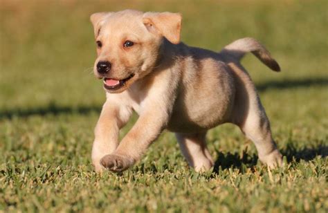 Labrador retriever kölyök játszik