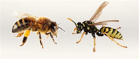 A méh és a magzat ábrázolása ultrahangképen