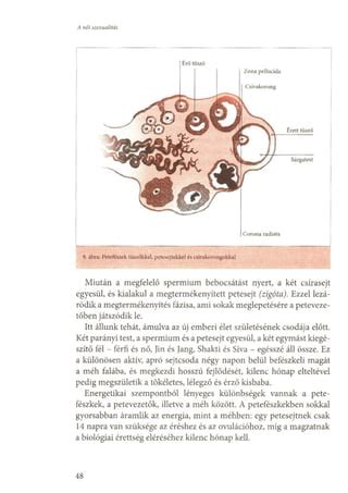 Ábra a petefészek hiperstimulációs szindrómáról