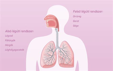 Légutak anatómiai rajza