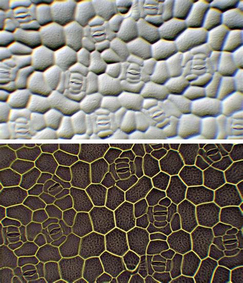 A nyálkristályok mikroszkópos képe