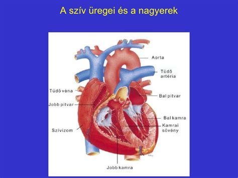 szív és érrendszer