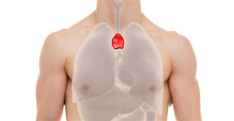 Csecsemőmirigy daganatának helye a mellkasban